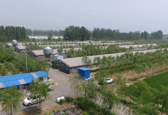 Galvanized Steel Structure Farm Windproof Steel Frame Chicken Coop