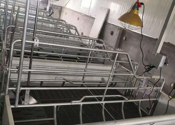 Prefab Steel Portal Frame Structure Construction Windproof Pig House