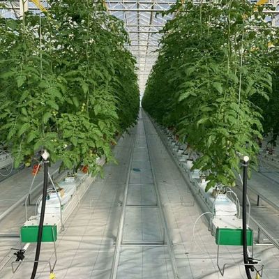 Experiment teaching tomato growing in glass greenhouse