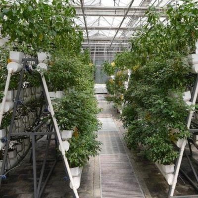 Experiment teaching tomato growing in glass greenhouse