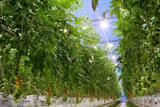 Wenluo Sightseeing Glass Greenhouse - Large-scale Vegetable Planting Greenhouse