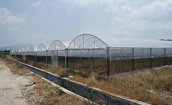 Continuous-span plastic greenhouse for vegetable cultivation