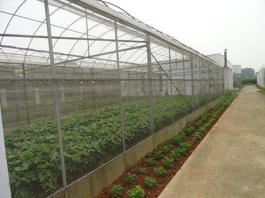 Continuous-span plastic greenhouse for vegetable cultivation