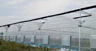 Continuous-span PE film greenhouse, used to enhance and accelerate the ripening of vegetables