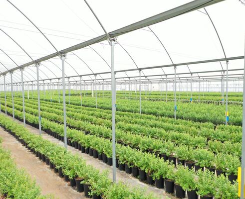 Continuous-span PE film greenhouse, used to enhance and accelerate the ripening of vegetables