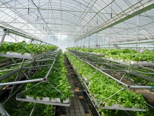 Continuous-span PE film greenhouse, used to enhance and accelerate the ripening of vegetables