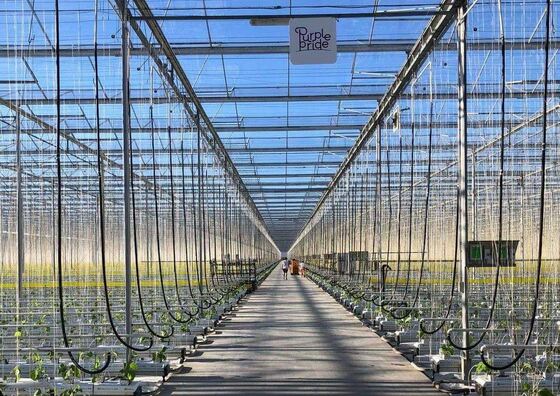 Venluo Sightseeing Glass Greenhouse - Large-scale Vegetable Planting Greenhouse