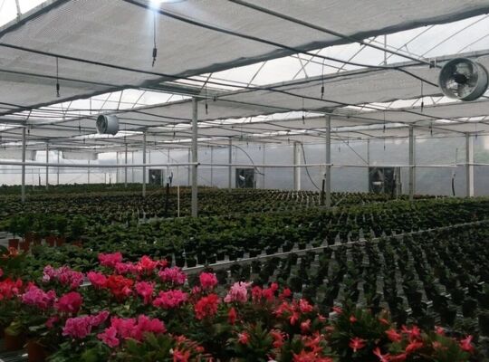 A continuous-span polyethylene film greenhouse for cultivating high-quality flowers