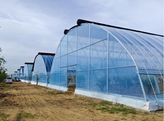 A continuous-span polyethylene film greenhouse for cultivating high-quality flowers