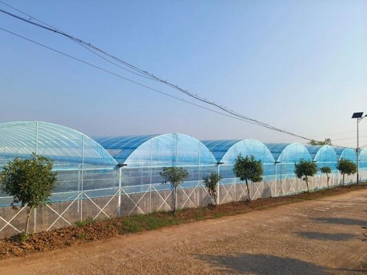 A continuous-span polyethylene film greenhouse for cultivating high-quality flowers