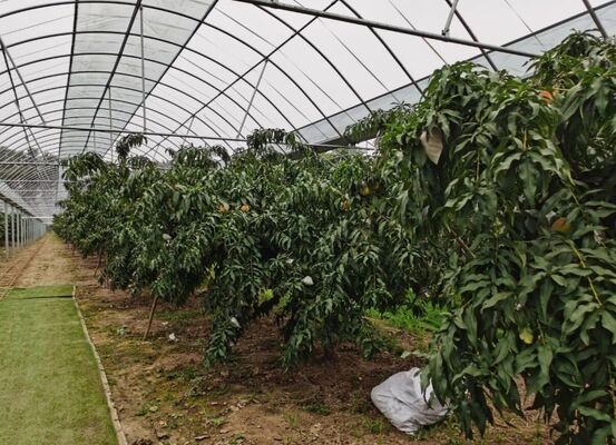Wenlu Tourist Glass Greenhouse - Large-scale Fruit Planting Greenhouse