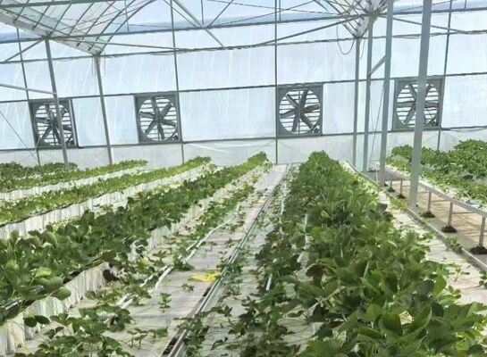 Fruit cultivation greenhouse, large Woonloos sightseeing glass greenhouse