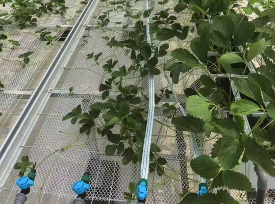 Fruit cultivation greenhouse, large Woonloos sightseeing glass greenhouse