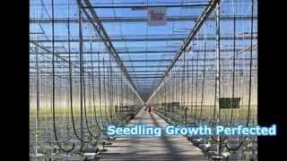 Vegetable cultivation greenhouse